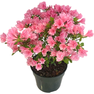 虹越东洋鹃盆栽阳台陶菊如杜鹃花苗耐寒花卉常绿植物花园庭院地栽