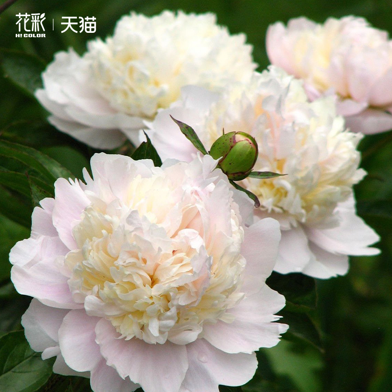 重瓣芍药花树苗裸根地栽多年生