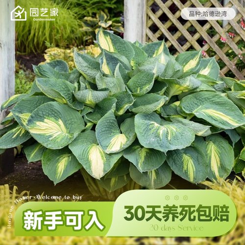 虹越玉簪花夏季多年生观叶绿植