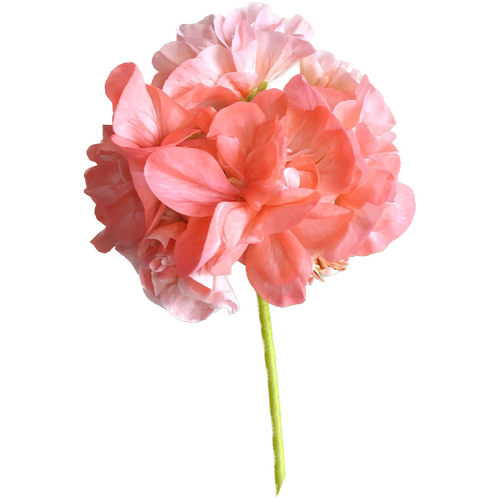 花彩重瓣天竺葵盆栽室内阳台多季开花期长橘子果酱洋绣球爆花量大