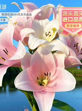 LO百合种球春季新球虹越进口铁炮百合杂交阳台卡里戴丽安娜白特