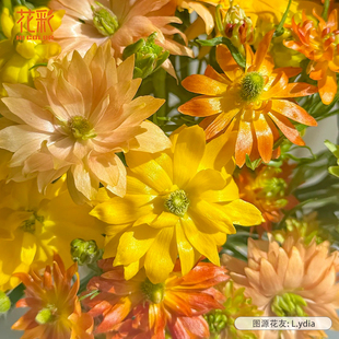 花彩独家新品进口旷野花毛茛种球洋牡丹花阳台盆栽多年生球根预售