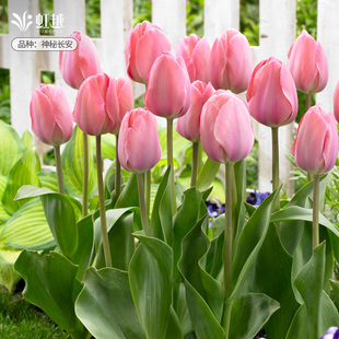 进口粉色系郁金香种球5度球花种子球根苗水培土培盆地栽花卉虹越