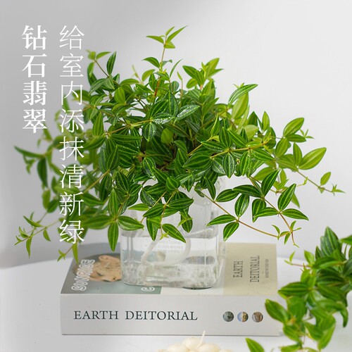 花彩钻石翡翠绿植室内四季好养
