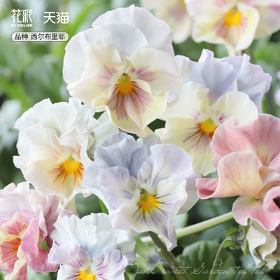 花彩西尔布里耶角堇花苗盆栽爆花