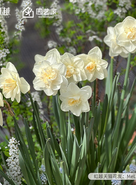 洋水仙种球进口重瓣围裙花卉种子球根植物多年生土培盆栽虹越现货