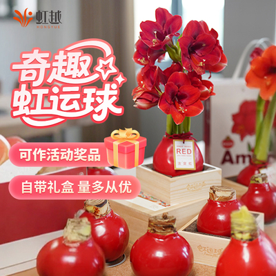朱顶红蜡球无需养护可开花送礼