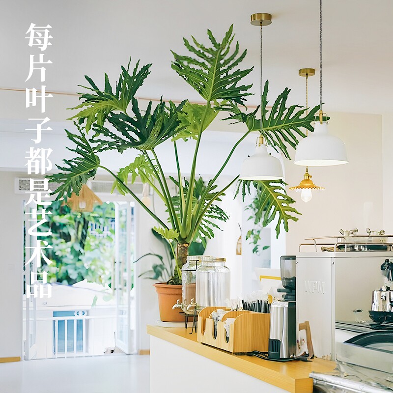 花彩龙鳞春羽四季常绿植室内盆栽客厅盆景观叶植物好养网红家居树
