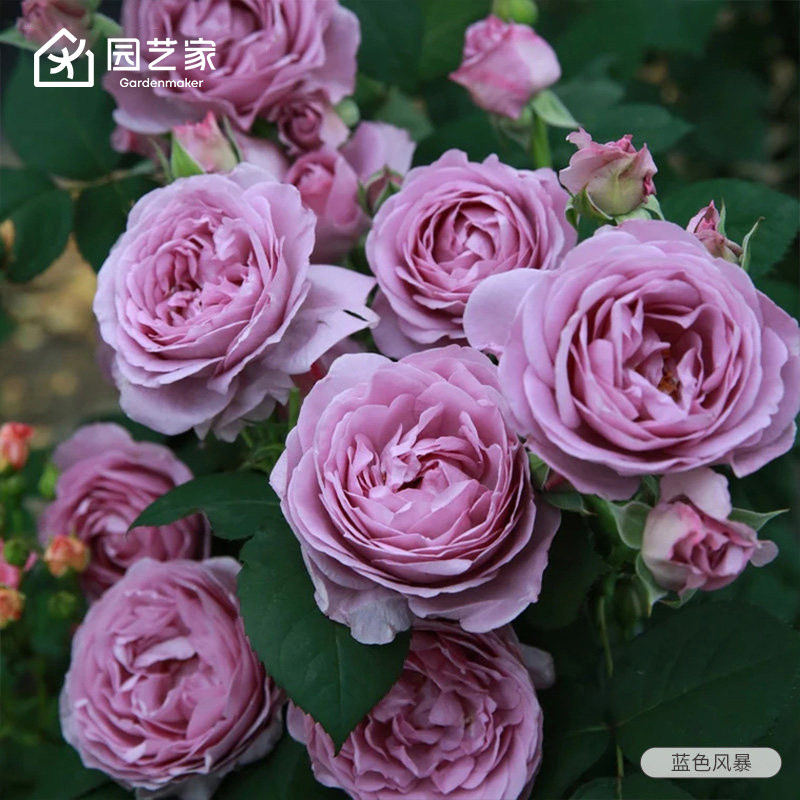 虹越蓝色风暴月季花苗图片