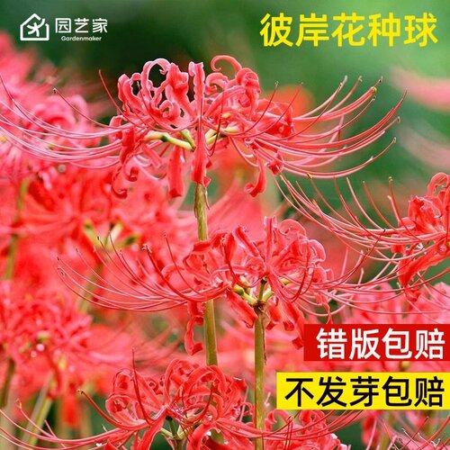 园艺家曼珠沙华彼岸花夏秋开石蒜