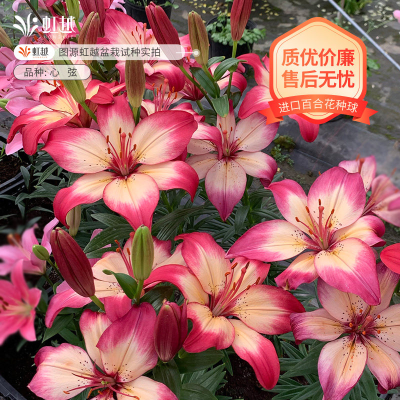现货心弦百合种球虹越进口25年球阳台花园可盆栽地栽杂交百合花,鲜花速递/花卉仿真/绿植园艺,种球/裸根,淘宝优惠券,粉丝福利购,淘宝优惠卷