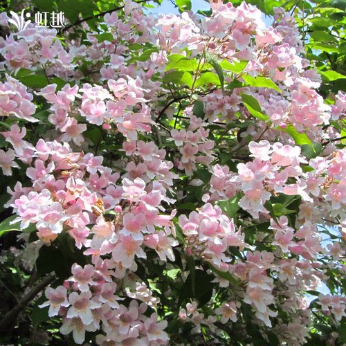 虹越进口猬实盆栽小苗庭院花园夏季粉瀑布花藤本灌木耐寒耐旱植物
