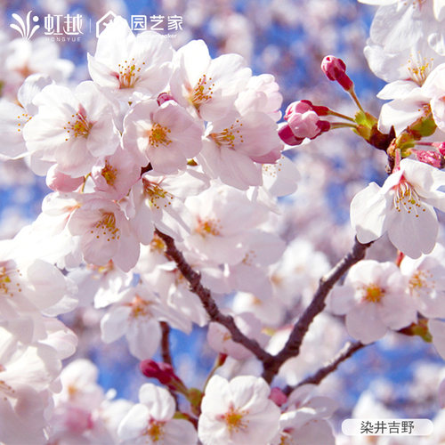 日本樱花裸根苗易养活