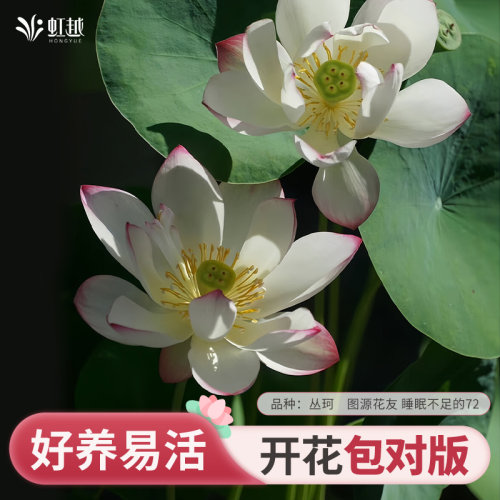 碗莲水生植物阳台盆栽池塘
