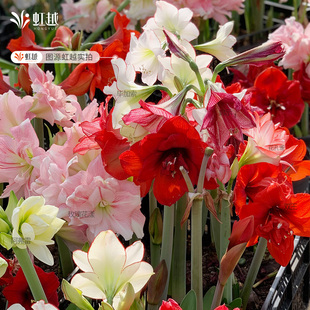 玫瑰花漾朱顶红进口种球南非秘鲁新手易养种子球25年新球产地直采