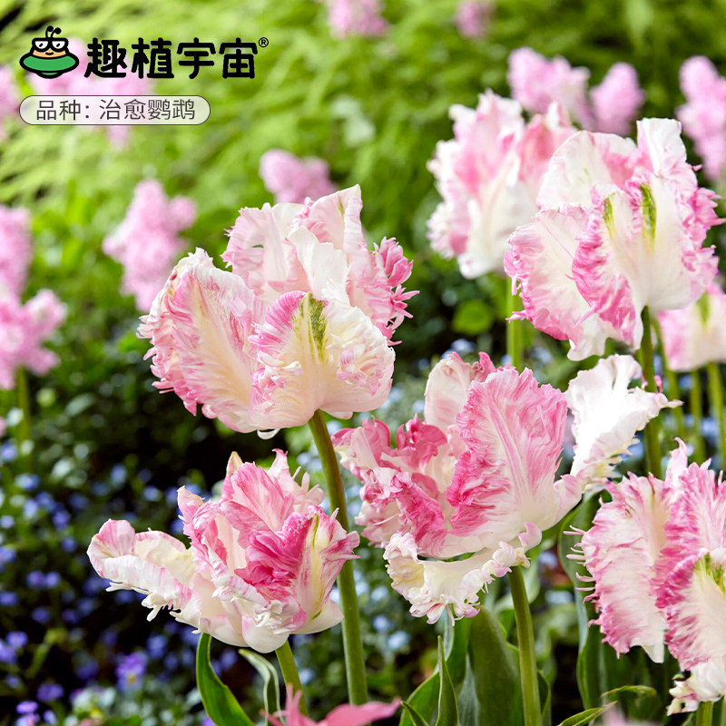 趣植宇宙2026进口郁金香种球5度球量贩阳台盆栽重瓣花园地栽预售