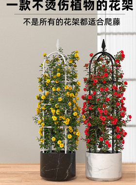 虹越种植架子玫瑰花架铁线莲藤本月季爬藤植物家庭园艺支架支柱