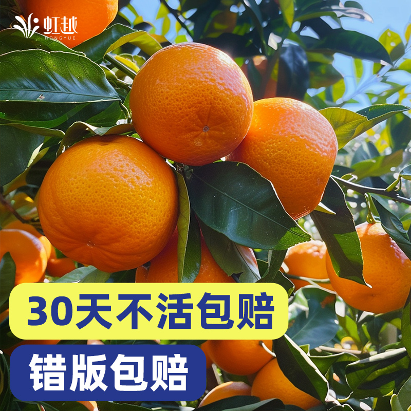 虹越橘子树盆栽四季可种