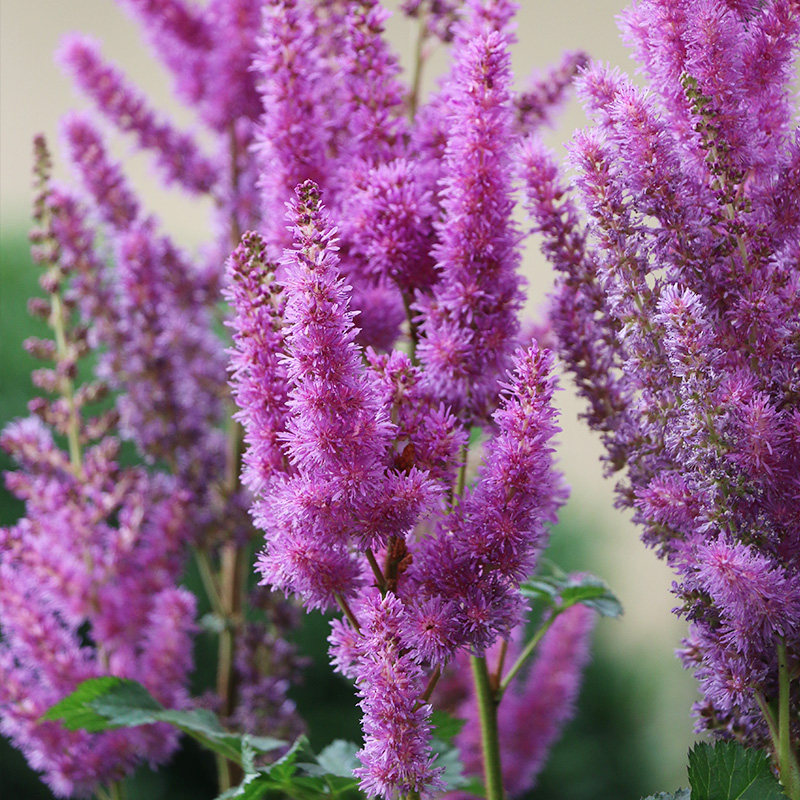 现货落新妇块根虹越进口花卉种球种子地栽可盆栽园艺多年生草花根