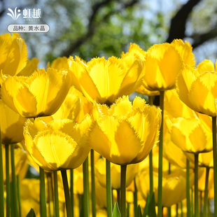 饰边郁金香种球自然球5度球碎边黄水晶进口花种球盆地栽花球虹越