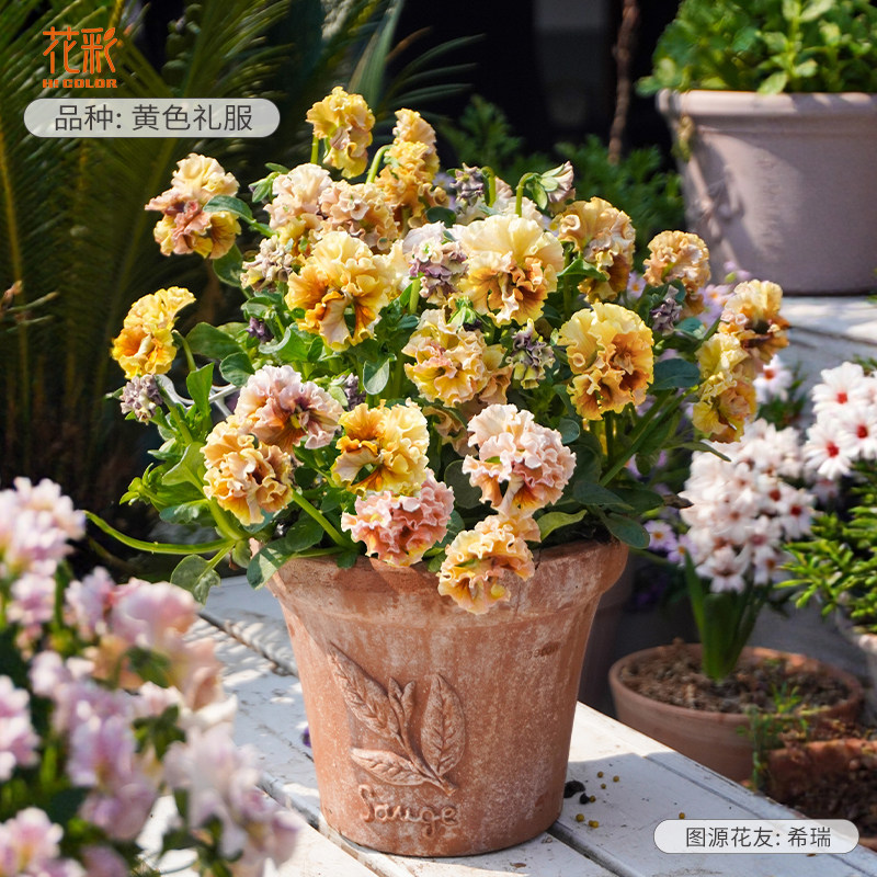 花彩皱边角堇花苗盆栽礼服阳台好养庭院冬季耐寒易爆花花期长预售