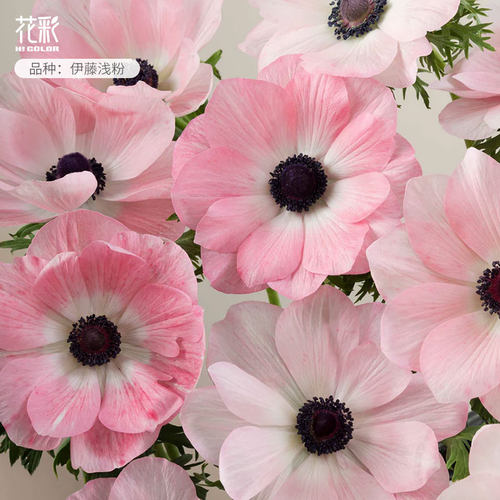 花彩银莲花盆栽伊藤浅粉宿根花卉