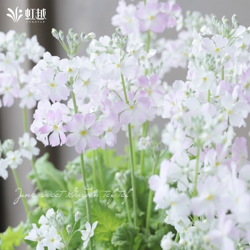 小花樱草盆栽小花苗多年生草本花卉虹越花园庭院花镜好养易活花卉