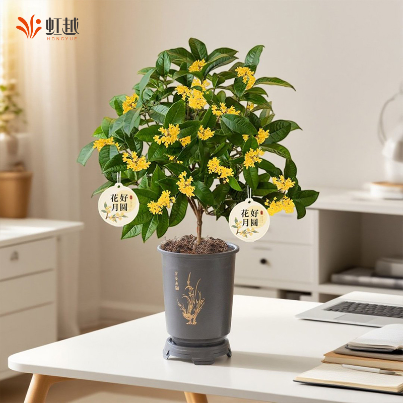 虹越桂花树盆栽桌面百搭装饰中秋