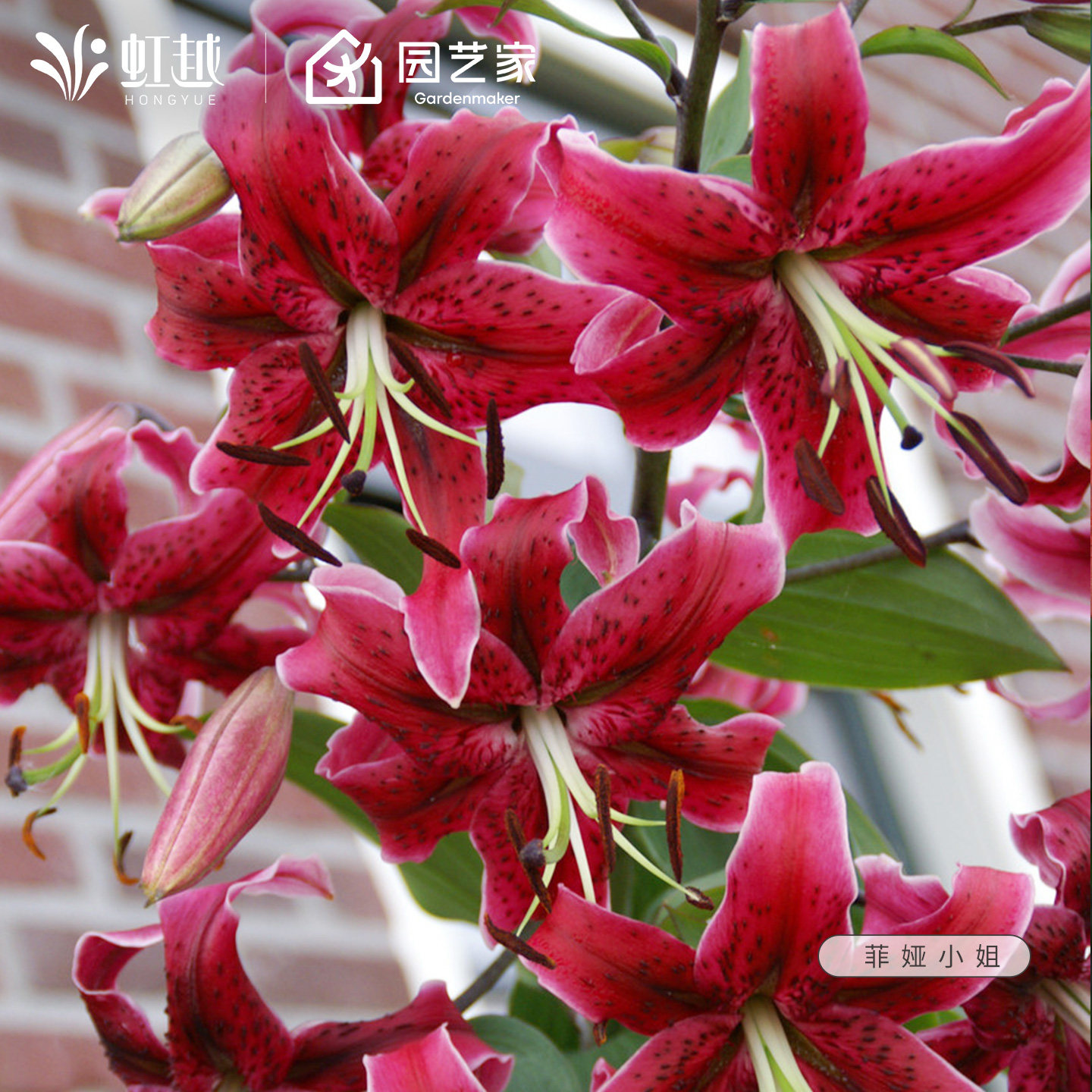 百合种球菲娅小姐虹越进口白天使OT亚洲LA百合花球根花卉种籽新球
