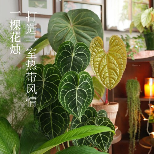 花彩克莱恩花烛阳台绿植室内盆栽