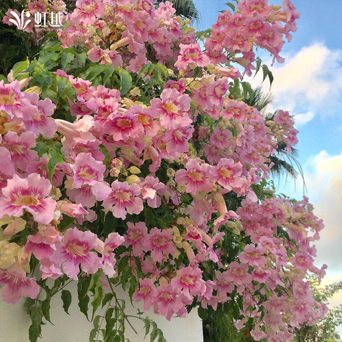 凌霄爬墙花卉藤蔓攀爬