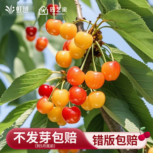 虹越黄色车厘子裸根树苗樱桃树苖果苗北方种植地栽黄蜜
