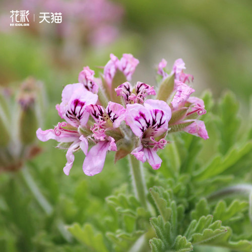 天竺葵盆栽苗桌面香草植物玫瑰