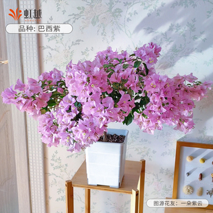 花彩巴西紫三角梅盆栽粉紫花色多季开花期长室内阳台好养勤花树苗