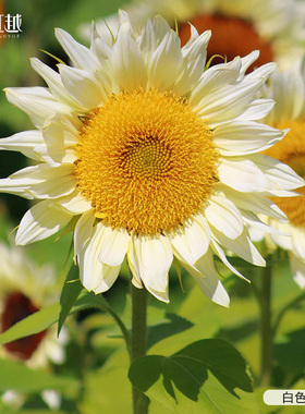 向日葵种子虹越园艺家种籽切花矮生盆栽多头阳台花园耐热春播