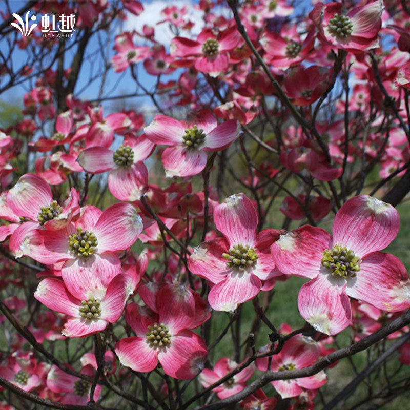 虹越多花梾木四照花耐阴耐寒多年