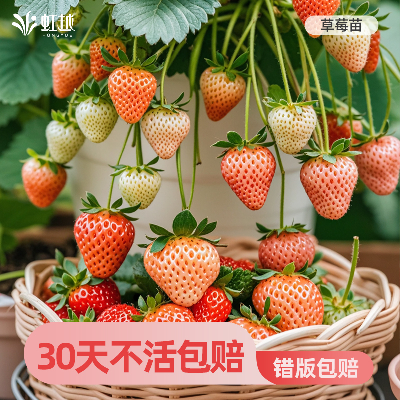 虹越冬季草莓苗阳台盆栽