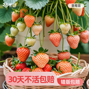 虹越草莓苗盆栽冬季 结果阳台果树淡雪隋珠天使8号粉玉果苗黑珍珠