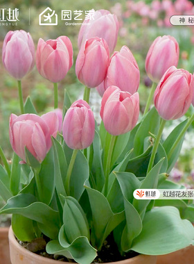 郁金香种球5度球自然球花种子球根土培盆栽地栽花苗可切花虹越