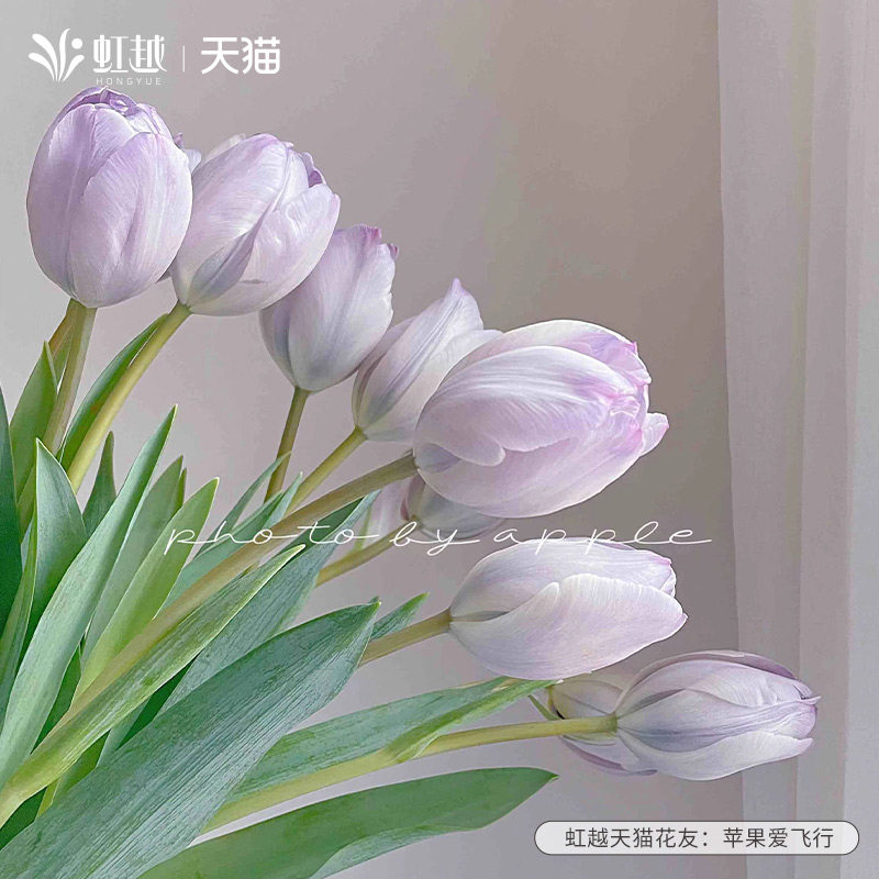郁金香种球自然球荷兰进口粉色重瓣郁金香紫芋绿鹦鹉水培球根预售高性价比高么？