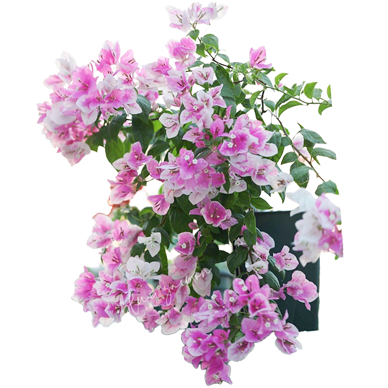 花彩漳红樱三角梅花树苗盆栽四季开花量大阳台爬藤簕杜鹃耐热好养