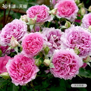 天方夜谭月季花苗小苗盆栽大花浓香型灌木虹越多季开花微月型月季