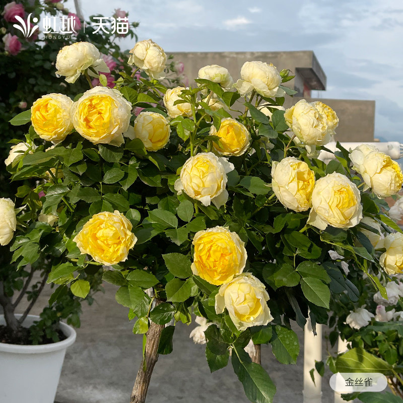 虹越金丝雀月季花中小苗盆栽灌木超微型月季阳台玫瑰花多季开花,鲜花速递/花卉仿真/绿植园艺,月季/蔷薇/玫瑰,淘宝优惠券,粉丝福利购,淘宝优惠卷