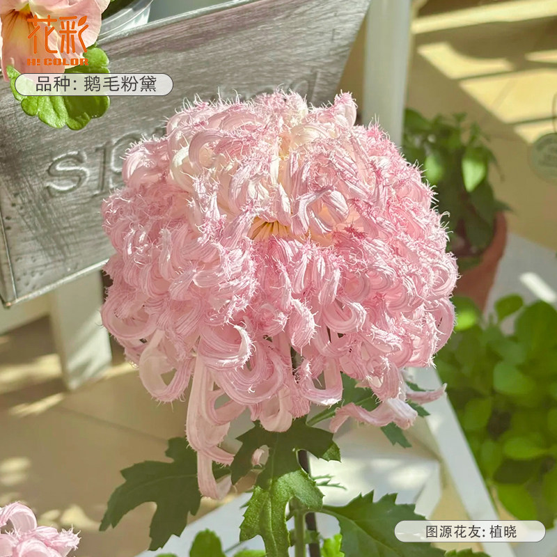 花彩传统大菊花盆栽阳台国菊花苗庭院多年生耐热耐寒独本菊花期长