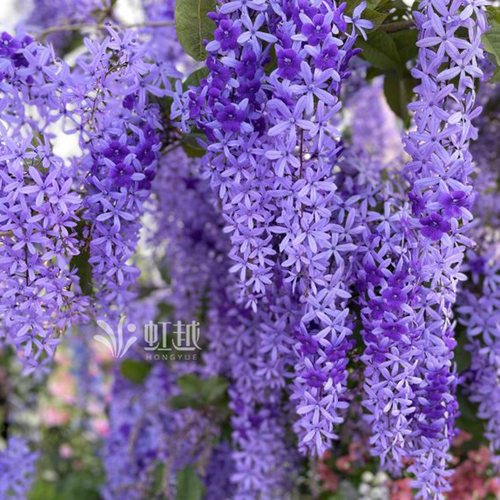 花彩蓝花藤盆栽大苗阳台庭院花园地栽耐热耐晒花卉藤本花树苗植物