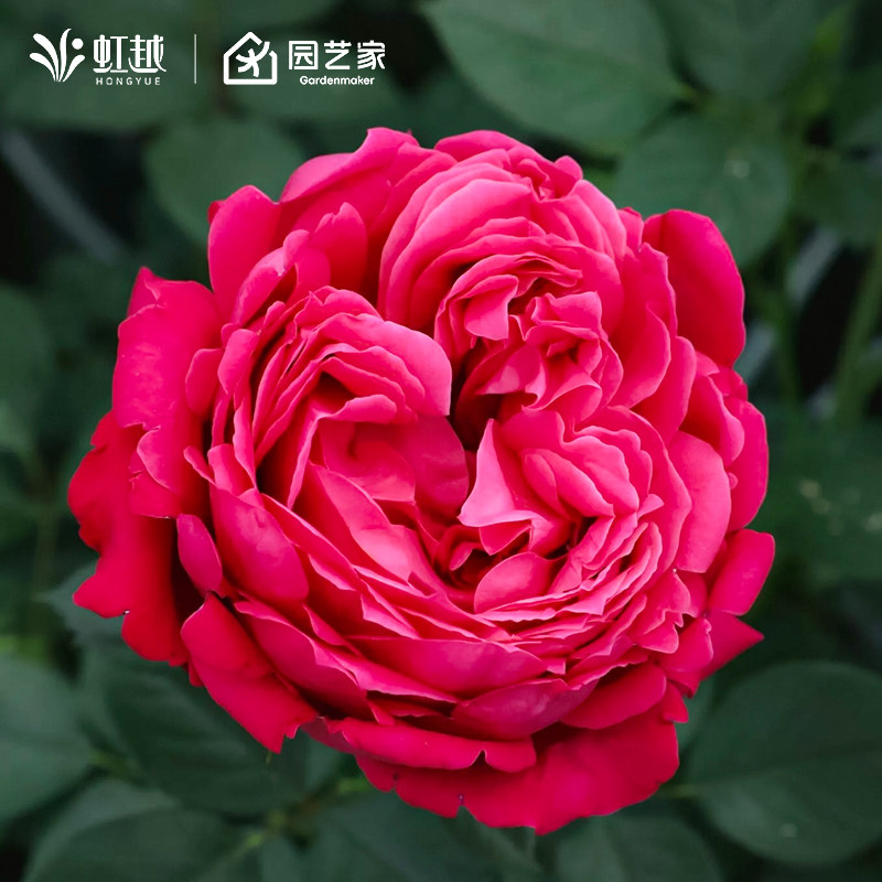 虹越玫瑰庭院露台开花月季盆栽图片