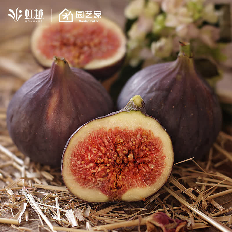 虹越无花果树果苗盆栽大果南方种植北方耐寒波姬红芭劳奈斯特拉,鲜花速递/花卉仿真/绿植园艺,果树,淘宝优惠券,粉丝福利购,淘宝优惠卷