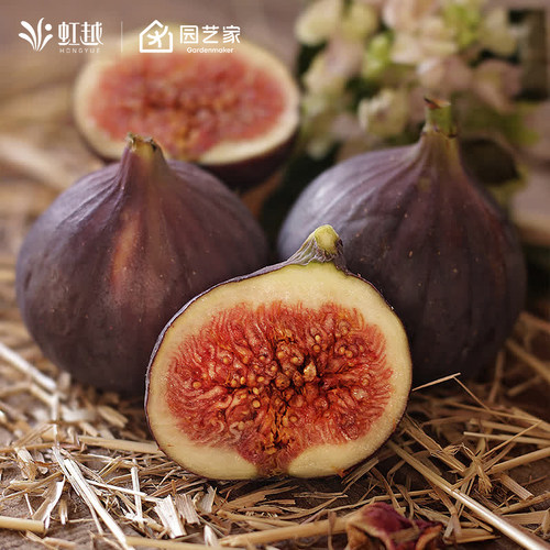 虹越无花果树果苗盆栽