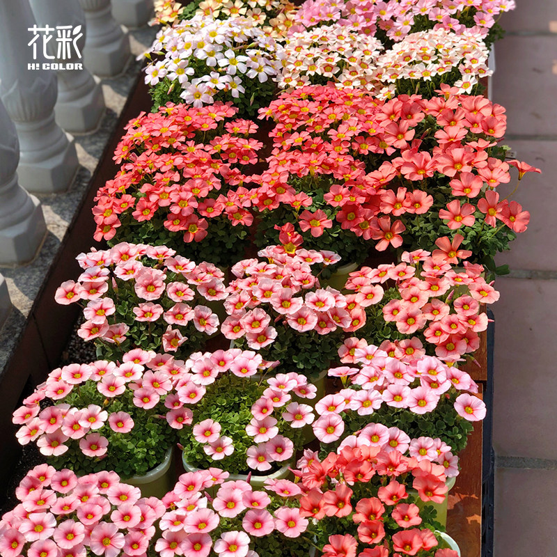 【顺手买】虹越酢浆草混品种 30球装（秋天种植）