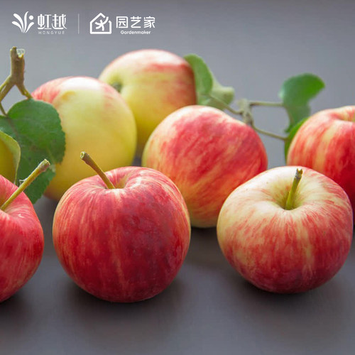 虹越苹果树果苗盆栽地栽